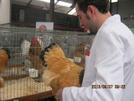 keuring van een brahma. Keurmeester: dhr. Libens